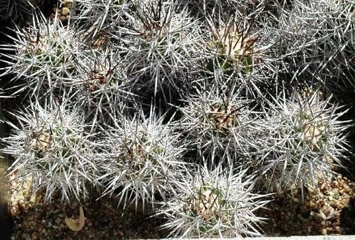 Copiapoa_rupestris_1